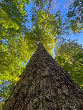 Temelinden çekilen yüksek bir ağaç desenli kabuğunu, canlı yeşil yapraklarını ve yukarıdaki açık mavi gökyüzünü gözler önüne seriyor..