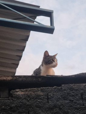 Huzurlu gri bir kedi, bir duvara tünemiş, bulutlu bir gökyüzünün arka planıyla sakince bakıyor, barışçıl ve minimalist bir kompozisyon yaratıyor..