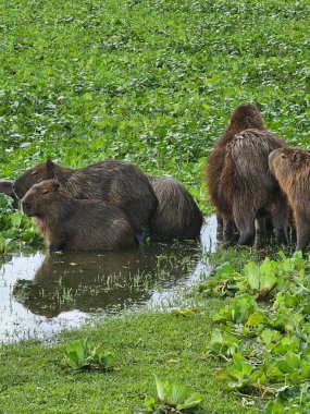 Bir grup kapibara yemyeşil bitki örtüsüyle çevrili sığ bir gölde dinleniyor. Sakin tavırlarıyla tanınan kapibaralar kısmen sular altında, sürü arasında sosyal davranışlar sergiliyorlar..