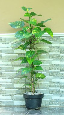 Evin terasına tünemiş altın kaktüsler. Parlak yeşil bir renk ve güzel sarı desenler.