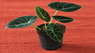 Parlayan yaprak segmentleriyle siyah alocasia ev bitkisi