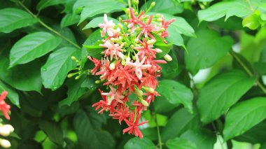 Hollanda Yasemin, Çiçek Renkleri Gradyan, Uzun Süren ve Bitmeyen Çiçekler