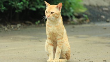 Kızıl kedi dikkatle yolun kenarına bakıyor.