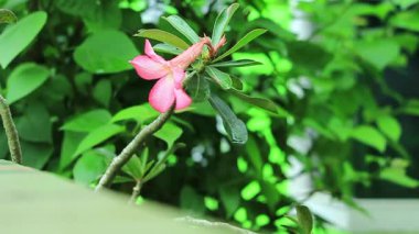 Pembe frangipani çiçekleri, sabahları hafif bir esinti ile hareket ederler. Dağlardaki atmosfer gibi..