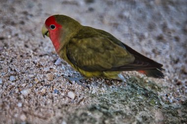 Agapornis roseicollis en el Jardin botanico de Torremolinos en Malaga clipart