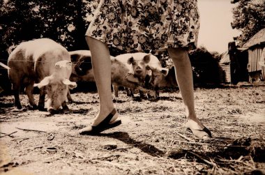 PİG, yatay sepia tek renkli gümüş fotoğraf: bir gün güneşli bir çiftlik, dört domuz, bunlardan biri gülüyor gibi görünüyor ve iki güzel kadın bacakları çiçek elbiseleri ve sandaletler poz ya da dans gibi görünüyor.