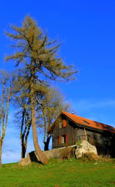 On a sunny day, on the Sombaille Ridge in La-Chaux-de-Fonds, Canton of Neuchatel, Jura Mountains, Switzerland, a rustic landscape of a Swiss chalet standing with its protective pine tree under an azure blue sky - vertical color digital photograph.