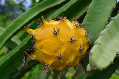 Yellow pitahaya (Hylocereus megalanthus), also known as Palora or Golden Isis, on its plant with visible leaves, showcasing the fresh fruit and its natural surroundings. clipart