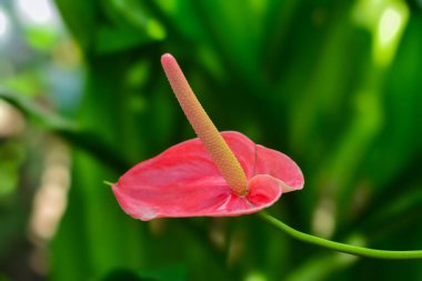 Şarbon çiçeği ya da aşk çiçeği (anthurium, kalla zambağı) flamingo zambağı olarak da bilinir..
