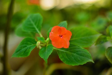 Beautiful flower of the joy of the home (impatiens walleriana) it is also known a clipart