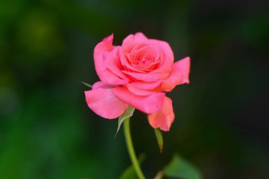 Melez Gül (çay gülü ve çiçek çiçeği) güzel pembe yapraklı, odak noktası olmayan bir arka plan.