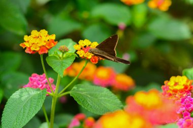 Beautiful butterfly (Lerema liris urbanus procne) stop on an exotic flower flag of Spain, natural and out of focus background. clipart