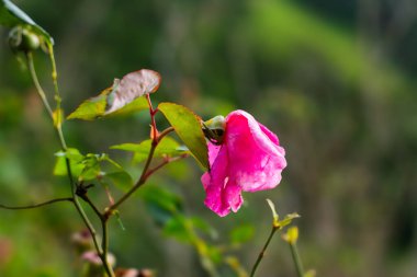 Pembe gül (bahçe gülü)