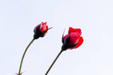 Beautiful red roses (scarlet garden rose) with beautiful petals on a white background. clipart