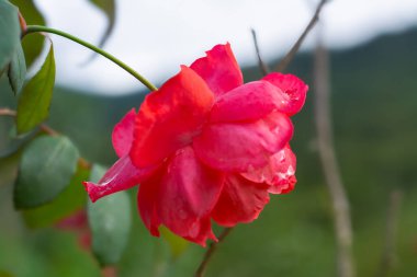 Beautiful red rose (scarlet garden rose) on the same plant, with pretty petals, in an out of focus background. clipart