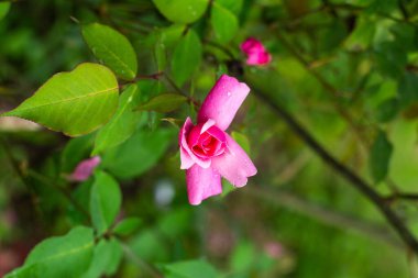 Spectacular Rosa chinensis (Bengal rose, Castile rose) on the same plant with a very beautiful background. clipart