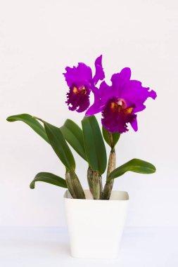 Beyaz arkaplanlı, dikey görünümlü bir tencerede güzel mor bir Cattleya orkidesi