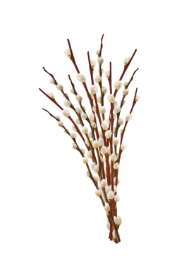 A bunch of Pussy willow spring branches isolated cutout on transparent