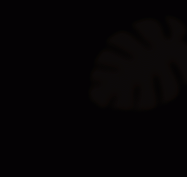 Canavar yaprağının gölgesi izole edilmiş kesiti gizler