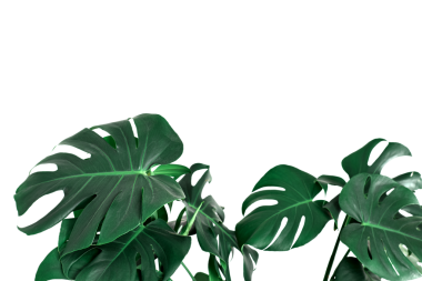 Yeşil tropikal canavar Deliciosa bitkisi izole edilmiş.