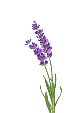 İki mor lavanta çiçeği şeffaf yapraklarla izole edilmiş.