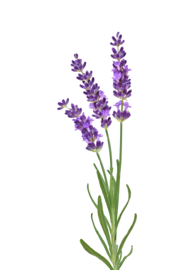 Üç mor lavanta çiçeği şeffaf kesitte izole edilmiş