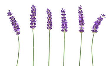 Çoklu mor lavanta çiçeği şeffaf kesitte izole edilmiş