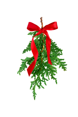 Kırmızı kurdeleli yeşil sedir dalı izole edilmiş.