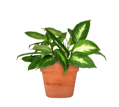 Dieffenbachia yeşil tropikal ev bitkisi Terracotta pot 'ta izole edilmiş şeffaf kesit