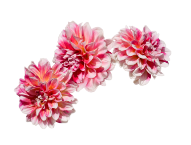 Pembe ve beyaz yıldız çiçeklerinden oluşan bir grup şeffaf kısımda izole edilmiş.