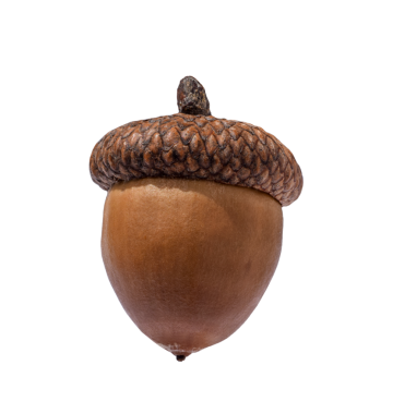 Kahverengi meşe palamudu fındığı şeffaf kısımda izole edilmiş.