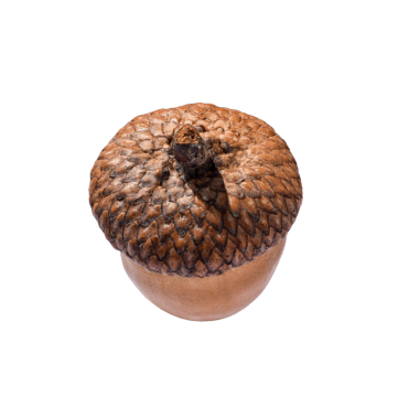 Üst manzara kahverengi meşe ağacı fındığı izole edilmiş.