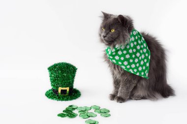 Yeşil bandana takan sevimli gri kedi Aziz Patrick Günü parti şapkası ve beyaz arka planda şanslı paralar yanında oturuyor.