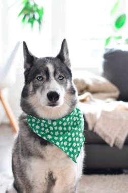 Husky 'nin portresi kameraya bakarken yeşil Aziz Patrick Günü bandanası takıyor.