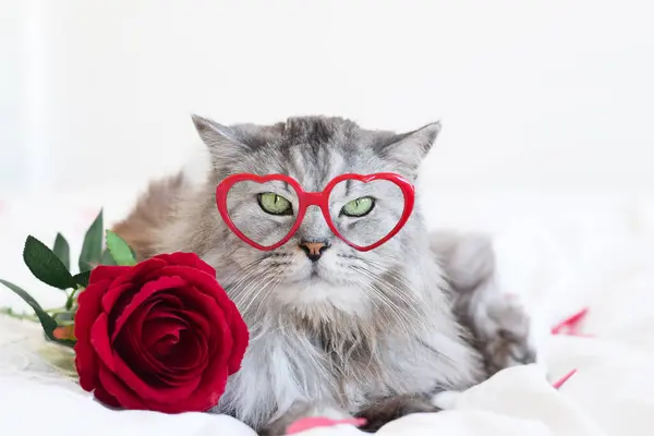 Kırmızı kalp şeklinde gözlük takan tüylü gri kedi beyaz b üzerinde yatıyor.