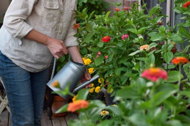 Balkonda ya da verandada yetişen zinnia çiçekleri sulayan kadın.