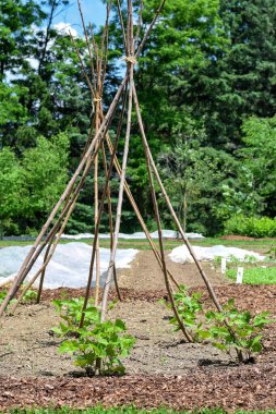 Diy runner bean tipi support structures in a garden using sticks clipart