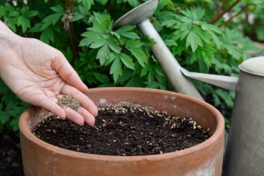 Bir insanın eli, bir bahçedeki terracotta tenceresinde toprağa tohum saçıyor.