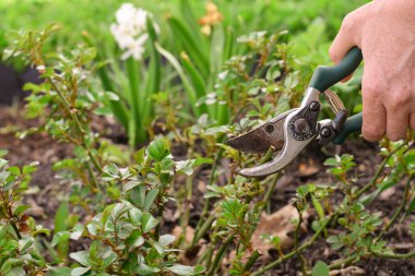 Bahçedeki bahçe makası ile budanmış gül çalısı.
