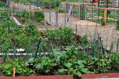 Topluluk bahçesi bireysel arsalara bölünmüş, sebze yetiştiriyor. 