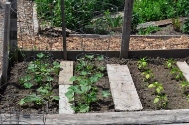Toplum bahçesinde sebze bahçesi