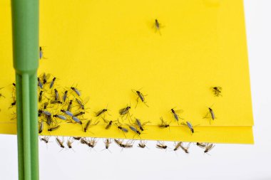 Yellow sticky paper with trapped fungus gnats closeup clipart