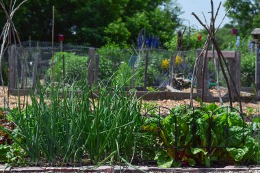 Toplum bahçesinde sebzeler yetişiyor.