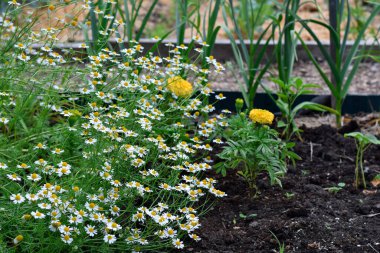 Chamomile plant flowers growing in a garden clipart