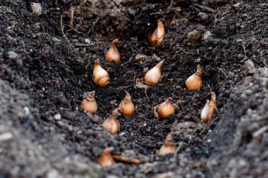 Flower bulbs on top of soil ready to be planted clipart