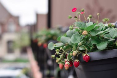 Balkonda yetişen çilekler.