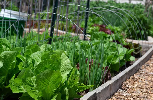 Bahçedeki yükseltilmiş yataklarda sebzeler yetişiyor.