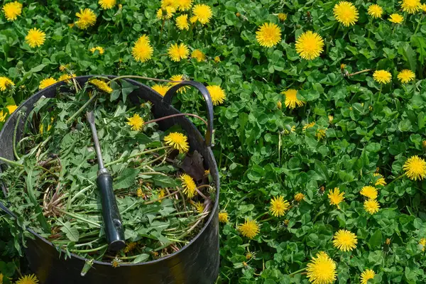 Çekilmiş karahindiba otlarıyla dolu büyük bir bahçe kovası