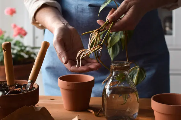 Kadının elinde Philodendron Brasil bitkileri var. Kökleri dikilmeye hazır.
