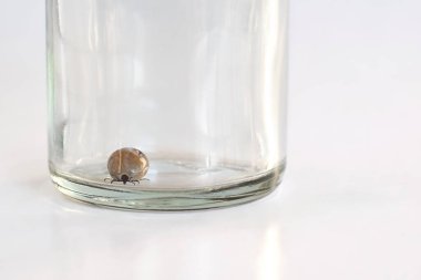 Ele geçirilen geyik kenesi cam kavanozun altında fotokopi alanı ile duruyor.